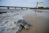 Dead turtles found along the Gulf coast after an oil spill, USA dead,turtle,turtles,reptiles,victim,Deepwater Horizon,BP,BP oil spill,Turtle - logger?