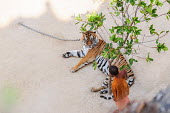 Tiger Temple in Thailand, tigers are chained to the ground so they can't escape coloration,Colouration,Tired,exhaustion,exhausted,sleepy,lazy,stripe,Stripes,stripy,striped,Sad,upset,sadness,Tourism,negative,sad,patterns,patterned,Pattern,Human impact,human influence,anthropogenic