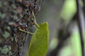 Lesser angle-winged katydid, USA Close up,Macro,macrophotography,katydid,Microcentrum retinerve,Lesser angle-winged katydid,Animalia,Arthropoda,Insecta,Orthoptera,Tettigoniidae,angular-winged katydid