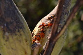 Large milkweed bugs gathered on plant shoots, USA Close up,Macro,macrophotography,Animalia,Arthropoda,Insecta,Hemiptera,Lygaeidae,Oncopeltus,Oncopeltus fasciatus,Large milkweed bug