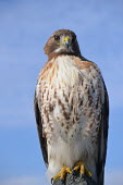 Red-tailed hawk, USA Blue background,sky,Sky background,Perching,perched,perch,bird,birds raptor,hawk,red-tailed hawk,buteo,jamaicensis,accipitriformes,Red-tailed hawk,Buteo jamaicensis,Falconiformes,Hawks Eagles Falcons
