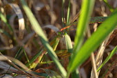 Chinese mantis camouflaged in grass, USA mantis,preying mantis,Animalia,Arthropoda,Insecta,Mantodea,Mantidae,Tenodera sinensis,Chinese mantis