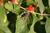 Leaf-footed bug, USA Macro,macrophotography,Close up,leaf-footed bug,bug,bugs,Animalia,Arthropoda,Insecta,Hemiptera,Leptoglossus oppositus