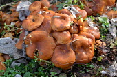 Jack-o-lantern mushroom, USA Jack-o-lantern mushrooms,Jack-o-lantern mushroom,mushroom,mushrooms,Omphalotus illudens,fungus,fungi,funguses,eukaryotic,Basidiomycota,Agaricomycetes,Agaricales,Marasmiaceae,Omphalotus