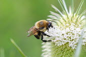 Brown-belted bumblebee, USA environment,ecosystem,Habitat,Macro,macrophotography,Close up,Terrestrial,ground,Grassland,wildflower meadow,Meadow,bee,bumblebee,arthropoda,bombus,hymenoptera,Insecta,apidae,apinae,bombini,bombus gri