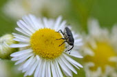 Weevil on a daisy, USA Macro,macrophotography,Close up,beetle,arthropoda,weevil,coleoptera,Insecta,curculionidae,curculionoidea,polyphaga,madarini,baridinae,odontocorynus,odontocorynus umbellae,Weevil,Coleoptera,Beetles,Art