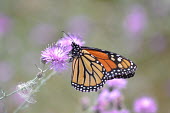 Monarch butterfly feeding, USA Grassland,environment,ecosystem,Habitat,Macro,macrophotography,wildflower meadow,Meadow,Terrestrial,ground,Close up,Monarch butterfly,Danaus plexippus,Nymphalidae,Brush-Footed Butterflies,Insects,Inse