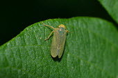 Leafhopper, USA arthropoda,Insecta,hemiptera,cicadellidae,auchenorrhyncha,coelidia,coelidia olitoria,cicadoidea,coelidiinae,Leafhopper