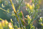 Greater meadow cricket, USA Close up,Macro,macrophotography,orthoptera,tettigoniidae,arthropoda,ensifera,Insecta,tetigoniidae,tettigonoidea,orchelimum,conocephalinae,tettigoniidea,conocephalini,greater meadow cricket,Greater mea