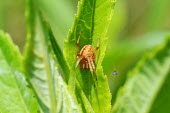 Orbweaver spider, USA spider,arthropoda,Arachnida,orbweaver,araneus,araneae,araneidae,chelicerata,araneomorphae,entelegynes,Orbweaver