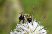Common Eastern bumblebee gathering pollen, USA bumblebee,arthropoda,bombus,hymenoptera,Insecta,apidae,apinae,bombini,aculeata,anthophila,pyrobombus,common eastern bumblebee,Common Eastern bumblebee,Bombus impatiens