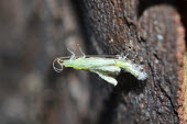 Green lacewing emerging from its cocoon, USA Macro,macrophotography,Close up,arthropoda,lacewing,neuroptera,Insecta,green lacewing,chrysopidae,hemerobiiformia,Green lacewing