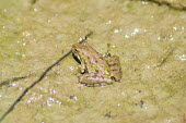 Northern cricket frog, USA Close up,Macro,macrophotography,frog,tree frog,anura,Amphibia,hylidae,chordata,acris,acris crepitans,Northern cricket frog,Acris crepitans