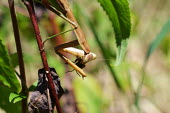 Chinese mantis, USA mantis,arthropoda,mantid,Insecta,mantodea,mantidae,tenodera,Chinese mantis,tenodera sinensis,Tenodera sinensis