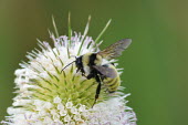 American bumblebee, USA bumblebee,arthropoda,bombus,hymenoptera,Insecta,apidae,apinae,bombini,aculeata,anthophila,thoracombus,American bumblebee,Bombus pensylvanicus