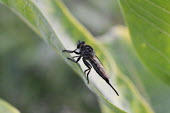 Robber fly, USA fly,robber fly,arthropoda,diptera,asilidae,Insecta,orthorrhapha,asiloidea,Robber fly