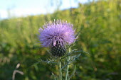 Spear thistle, USA Spear thistle,Cirsium vulgare,Asters, Daisies, Sunflowers,Asteraceae,Asterales,Magnoliophyta,Flowering Plants,Magnoliopsida,Dicots,Anthophyta,North America,Cirsium,Europe,Plantae,Terrestrial,Photosynt
