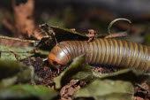 Millipede crawling through undergrowth, USA Macro,macrophotography,Close up,millipede,arthropoda,myriapoda,diplopoda,narceus,spirobolida,narceus gordanus,spriobolidae