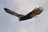 Turkey vulture gliding in the air, USA action,movement,move,Moving,in action,in motion,motion,in-air,in flight,flight,in-flight,flap,Flying,fly,in air,flapping,aves,vulture,turkey vulture,cathartesaura,chordata,new world vulture,cathartida
