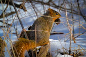 Eastern fox squirrel in snow, USA wintery,cold,Winter,chilly,Cold,omnivores,Omnivorous,Omnivore,snowy,Snow,Eastern fox squirrel,Sciurus niger,Rodents,Rodentia,Chordates,Chordata,Squirrels, Chipmunks, Marmots, Prairie Dogs,Sciuridae,Ma