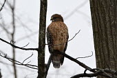 Red-shouldered hawk perched in a tree, USA birds,hawk,aves,red-shouldered hawk,guilford,buteo,buteo lineatus,accipitridae,chordata,accipitriformes,Red-shouldered hawk,Buteo lineatus,Falconiformes,Hawks Eagles Falcons Kestrel,Accipitridae,Hawks