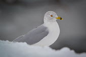 Ring-billed gull, USA aves,larus,ring-billed gull,larus delawarensis,laridae,charadriiformes,chordata,Ring-billed gull,Larus delawarensis