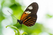 Doris longwing, USA Macro,macrophotography,Close up,butterfly,nymphalidae,doris longwing,heliconiini,laparus,laparusdoris,lepidoptera,arthropoda,Insecta,Doris longwing,Laparus doris