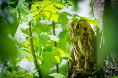 Eastern screech-owl, USA Forest background,forest,woodlands,wood land,Woodlot,Woodland,Nocturnal,nocturn,leaf,leafy,Leafy background,leaves,Broadleaved woodland,Perching,perched,perch,Greenery,foliage,vegetation,rural,Country