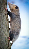 Virginia opossum climbing a tree, USA opossum,Mammalia,Virginia opossum,didelphis virginiana,chordata,marsupialia,didelphimorphia,didelphis,didelphidae,didelphinae,Didelphis virginiana