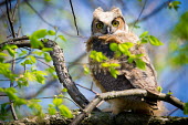 Great horned owl, USA Great horned owl,Bubo virginianus,Chordates,Chordata,True Owls,Strigidae,Owls,Strigiformes,Aves,Birds,Strix virginianus,Flying,Forest,Sub-tropical,North America,Broadleaved,Least Concern,Terrestrial,A
