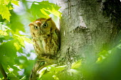 Eastern screech-owl, USA birds,wildlife,aves,owl,Eastern screech owl,screech owl,rufous morph,Animalia,Chordata,Strigiformes,Strigidae,Megascops asio,Eastern screech-owl
