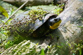 Blanding's turtle covered in pond weed, USA Blanding's turtle,Emydoidea blandingii,Pond Turtles,Emydidae,Reptilia,Reptiles,Chordates,Chordata,Turtles,Testudines,Emys blandingii,Cistuda blandingii,Aquatic,IUCN Red List,Ponds and lakes,North Amer