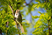Song sparrow, USA birds,aves,sparrow,song sparrow,melospiza melodia,melospiza,emberizidae,passeriformes,chordata,Song sparrow,Melospiza melodia