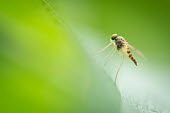 Snipe fly, USA fly,arthropoda,diptera,Insecta,snipe fly,chrysopilus,rhagionidae,orthorrhapha,tabanomorpha,chrysopilus modestus,Snipe fly