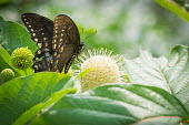 Spicebrush swallowtail, USA Green,yellow,coloration,Colouration,leaf,leafy,Leafy background,leaves,Green background,Macro,macrophotography,Close up,Greenery,foliage,vegetation,colours,color,colors,Colour,butterfly,insect,lepidop