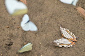 Common mapwing - Vietnam Common mapwing,Animalia,Insecta,Lepidoptera,Papilionidae,Nymphalidae,Cyrestinae,Cyrestis thyodamas,mapwing butterfly,butterfly,butterflies,insect,insects