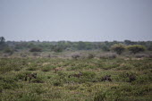 Bat-eared foxes being watched by a jackal - Botswana, Africa Grassland,herds,gamming,Herd,herding,assemble,Shrubland,savannahs,savana,savannas,shrubland,savannah,Savanna,environment,ecosystem,Habitat,Terrestrial,ground,Bat-eared fox,Otocyon megalotis,Mammalia,M