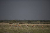 Dorcas gazelle - Botswana, Africa Dorcas gazelle,Gazella dorcas,Chordates,Chordata,Even-toed Ungulates,Artiodactyla,Bovidae,Bison, Cattle, Sheep, Goats, Antelopes,Mammalia,Mammals,Gacela Dorcas,Gazelle Dorcas,Terrestrial,Appendix III,
