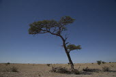 Acacia tree - Botswana, Africa arid,drought,waterless,no water,dried up,barren,baked,Dry,parched,moistureless,dry,Arid,Sky,Terrestrial,ground,Dry weather,Xeric,Desert,blue skies,sunny,Blue sky,bright,environment,ecosystem,Habitat,b