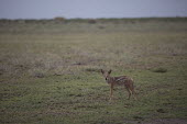 Side-striped jackal - Botswana, Africa environment,ecosystem,Habitat,Grassland,Shrubland,herds,gamming,Herd,herding,assemble,savannahs,savana,savannas,shrubland,savannah,Savanna,Terrestrial,ground,Side-striped jackal,Canis adustus,Chordate