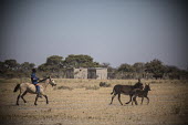Cowboy - Botswana, Africa cowboy,human,ranch
