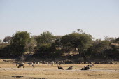A herd of plains zebra amongst blue wildebeest - Botswana, Africa herds,gamming,Herd,herding,assemble,Plains zebra,Equus quagga,Chordates,Chordata,Perissodactyla,Odd-toed Ungulates,Equidae,Horses, Donkeys, Zebras,Mammalia,Mammals,painted zebra,common zebra,Equus bur