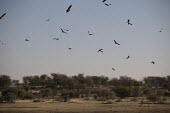 White-backed vulture circling - Botswana, Africa in-air,in flight,flight,in-flight,flap,Flying,fly,in air,flapping,action,movement,move,Moving,in action,in motion,motion,White-backed vulture,Gyps africanus,Accipitridae,Hawks, Eagles, Kites, Harriers