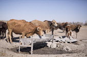Cattle - Botswana, Africa Terrestrial,ground,farmed land,farm land,farmland,Farming,industry,farm,environment,ecosystem,Habitat,Xeric,Desert,Livestock grazing,livestock,Agricultural,Agriculture,dry,Arid,Cattle,Bos taurus