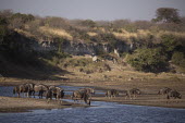 Blue wildebeest at water - Botswana, Africa River,rivers,action,movement,move,Moving,in action,in motion,motion,migration,migrate,Migratory,travel,Blue wildebeest,Connochaetes taurinus,Mammalia,Mammals,Even-toed Ungulates,Artiodactyla,Bovidae,B