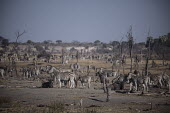 A herd of plains zebra - Botswana, Africa herds,gamming,Herd,herding,assemble,Plains zebra,Equus quagga,Chordates,Chordata,Perissodactyla,Odd-toed Ungulates,Equidae,Horses, Donkeys, Zebras,Mammalia,Mammals,painted zebra,common zebra,Equus bur