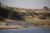 Blue wildebeest crossing water - Botswana, Africa herds,gamming,Herd,herding,assemble,River,rivers,migration,migrate,Migratory,travel,Plains zebra,Equus quagga,Chordates,Chordata,Perissodactyla,Odd-toed Ungulates,Equidae,Horses, Donkeys, Zebras,Mamma