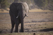 African elephant - Botswana, Africa African elephant,Loxodonta africana,Elephants,Elephantidae,Chordates,Chordata,Elephants, Mammoths, Mastodons,Proboscidea,Mammalia,Mammals,savanna elephant,Loxodonta africana africana,Éléphant d'Afri