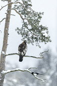 Golden eagle - Sweden forests,Forest,wintery,cold,Winter,snowy,Snow,environment,ecosystem,Habitat,evergreen,Evergreen forest,Terrestrial,ground,chilly,Cold,eagle,raptor,bird of prey,bird,birds,Golden eagle,Aquila chrysaeto