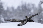 Golden eagle - Sweden Terrestrial,ground,snowy,Snow,forests,Forest,wintery,cold,Winter,environment,ecosystem,Habitat,chilly,Cold,evergreen,Evergreen forest,eagle,raptor,bird of prey,bird,birds,Golden eagle,Aquila chrysaeto